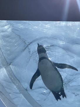 越前松島水族館に投稿された画像（2022/5/4）