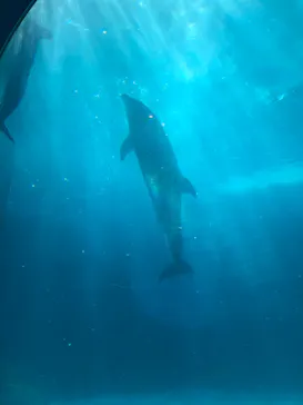 名古屋港水族館に投稿された画像（2022/5/4）