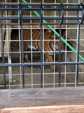 しろとり動物園に投稿された画像（2022/5/4）