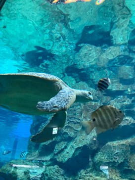 名古屋港水族館に投稿された画像（2022/5/4）
