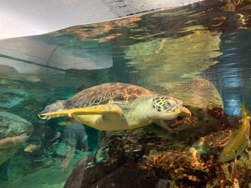 九十九島水族館海きららに投稿された画像（2022/5/4）