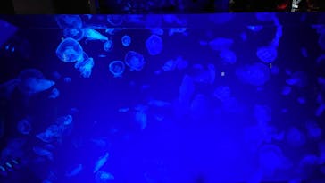 名古屋港水族館に投稿された画像（2022/5/4）
