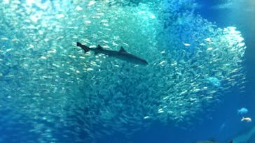 アクアワールド茨城県大洗水族館に投稿された画像（2022/5/4）