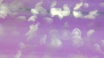 アクアワールド茨城県大洗水族館に投稿された画像（2022/5/4）