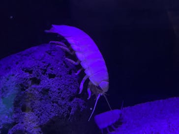 サンシャイン水族館に投稿された画像（2022/5/4）