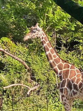 天王寺動物園に投稿された画像（2022/5/4）