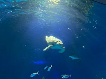 島根県立 しまね海洋館に投稿された画像（2022/5/4）
