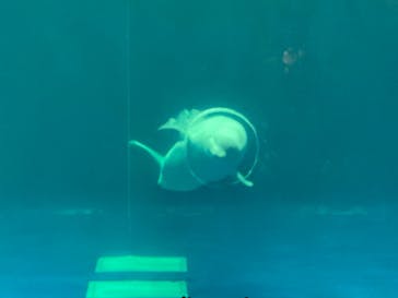 島根県立 しまね海洋館に投稿された画像（2022/5/4）