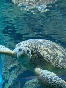 名古屋港水族館に投稿された画像（2022/5/4）
