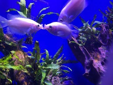 サンシャイン水族館に投稿された画像（2022/5/4）