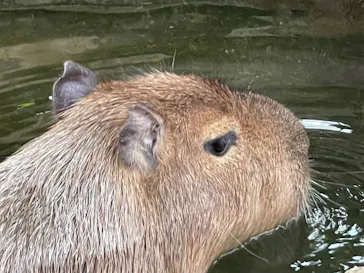 神戸どうぶつ王国に投稿された画像（2022/5/4）