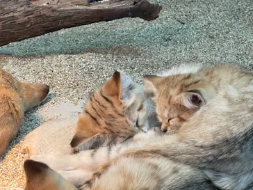 神戸どうぶつ王国に投稿された画像（2022/5/4）