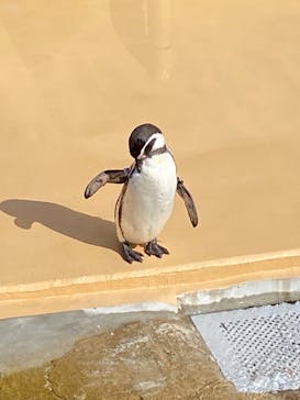 アクアワールド茨城県大洗水族館に投稿された画像（2022/5/4）