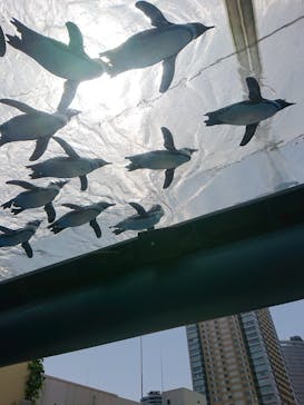 サンシャイン水族館に投稿された画像（2022/5/4）