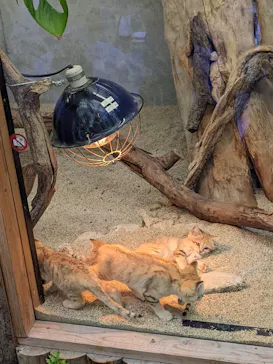 神戸どうぶつ王国に投稿された画像（2022/5/4）