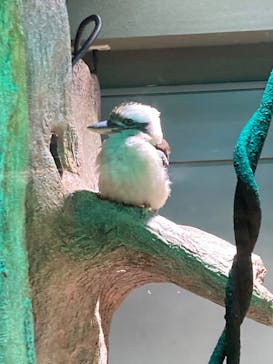 カワスイ 川崎⽔族館に投稿された画像（2022/5/4）