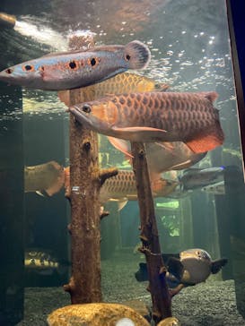 カワスイ 川崎⽔族館に投稿された画像（2022/5/4）