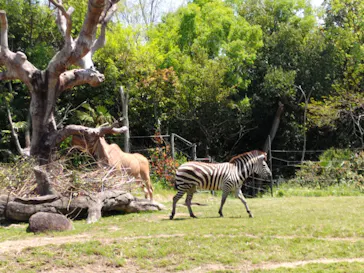 天王寺動物園に投稿された画像（2022/5/4）