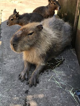 伊豆アニマルキングダムに投稿された画像（2022/5/4）