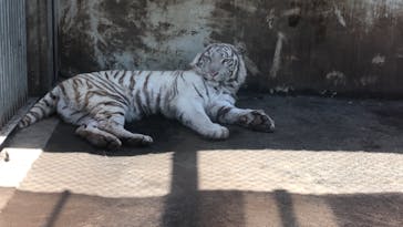 伊豆アニマルキングダムに投稿された画像（2022/5/4）