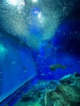 アクアワールド茨城県大洗水族館に投稿された画像（2022/5/4）