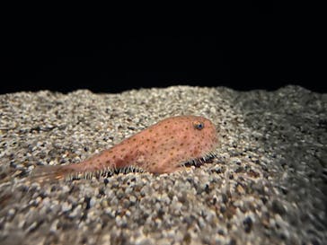 アクアワールド茨城県大洗水族館に投稿された画像（2022/5/4）