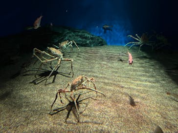 アクアワールド茨城県大洗水族館に投稿された画像（2022/5/4）