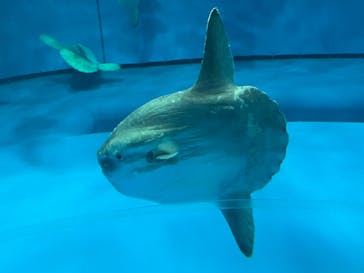 アクアワールド茨城県大洗水族館に投稿された画像（2022/5/4）