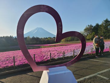 富士芝桜まつり(富士本栖湖リゾート)に投稿された画像（2022/5/4）