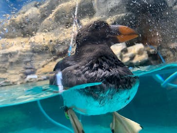 アクアワールド茨城県大洗水族館に投稿された画像（2022/5/4）