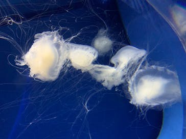 アクアワールド茨城県大洗水族館に投稿された画像（2022/5/4）