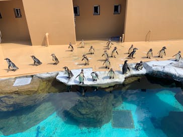 アクアワールド茨城県大洗水族館に投稿された画像（2022/5/4）