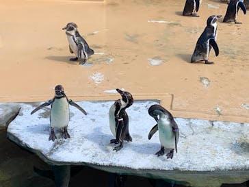 アクアワールド茨城県大洗水族館に投稿された画像（2022/5/4）