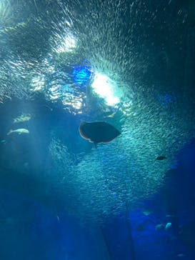 アクアワールド茨城県大洗水族館に投稿された画像（2022/5/4）