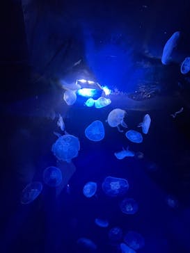 サンシャイン水族館に投稿された画像（2022/5/4）