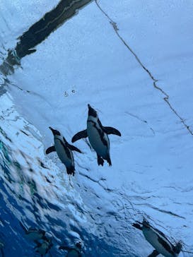 サンシャイン水族館に投稿された画像（2022/5/4）