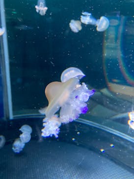 新江ノ島水族館に投稿された画像（2022/5/4）