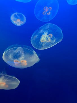 新江ノ島水族館に投稿された画像（2022/5/4）