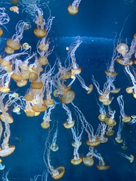 新江ノ島水族館に投稿された画像（2022/5/4）