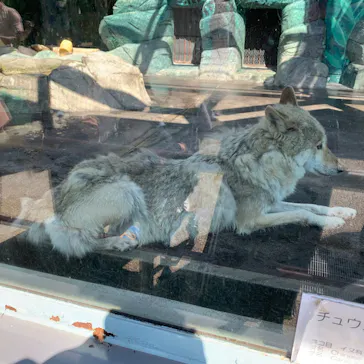 天王寺動物園に投稿された画像（2022/5/4）