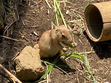 伊豆シャボテン動物公園に投稿された画像（2022/5/4）