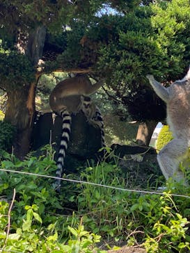 伊豆シャボテン動物公園に投稿された画像（2022/5/4）