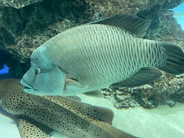 サンシャイン水族館に投稿された画像（2022/5/4）