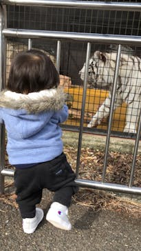 秋吉台自然動物公園 サファリランドに投稿された画像（2022/5/4）