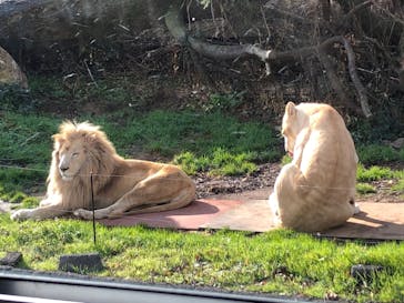秋吉台自然動物公園 サファリランドに投稿された画像（2022/5/4）