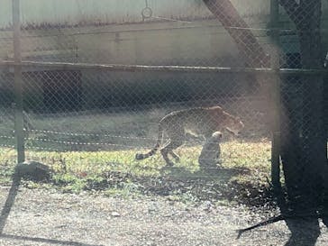 秋吉台自然動物公園 サファリランドに投稿された画像（2022/5/4）