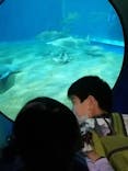アクアワールド茨城県大洗水族館に投稿された画像（2022/5/4）