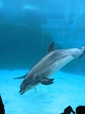 名古屋港水族館に投稿された画像（2022/5/4）