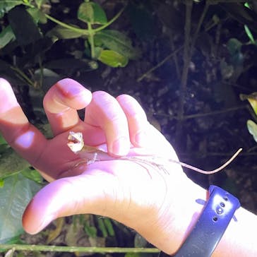 石垣島 ADVENTURE PiPi（イシガキジマアドベンチャーピピ）に投稿された画像（2022/5/4）