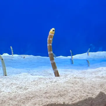 仙台うみの杜水族館に投稿された画像（2022/5/4）